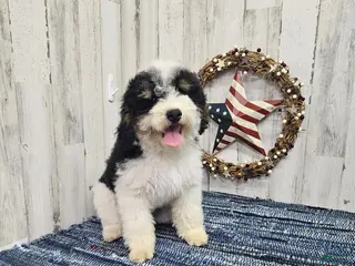Mini Bernedoodle dogs F1b Hardy - Ad 25