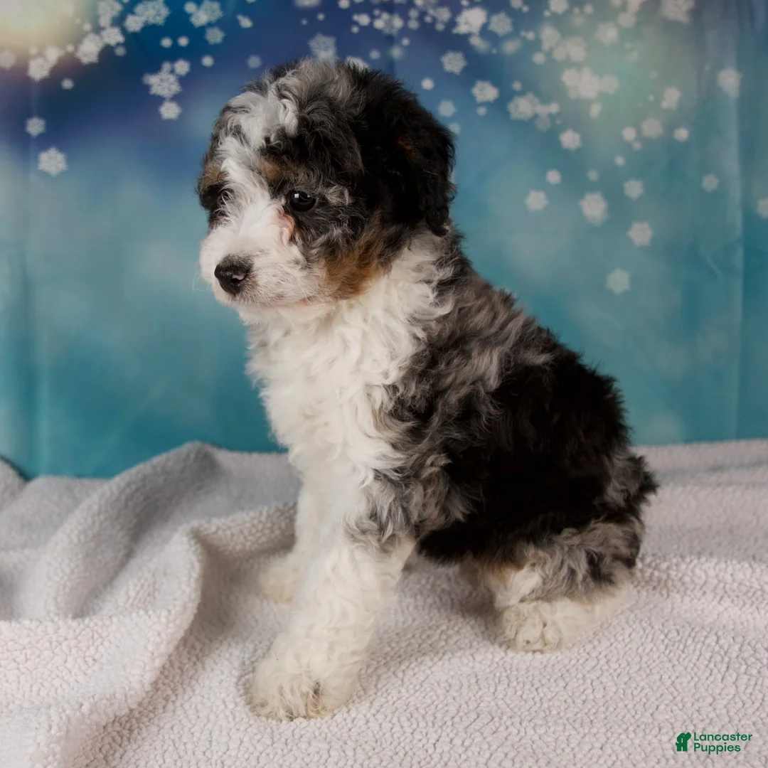 Mini Bernedoodle dogs for sale: Cheryl - Ad 6