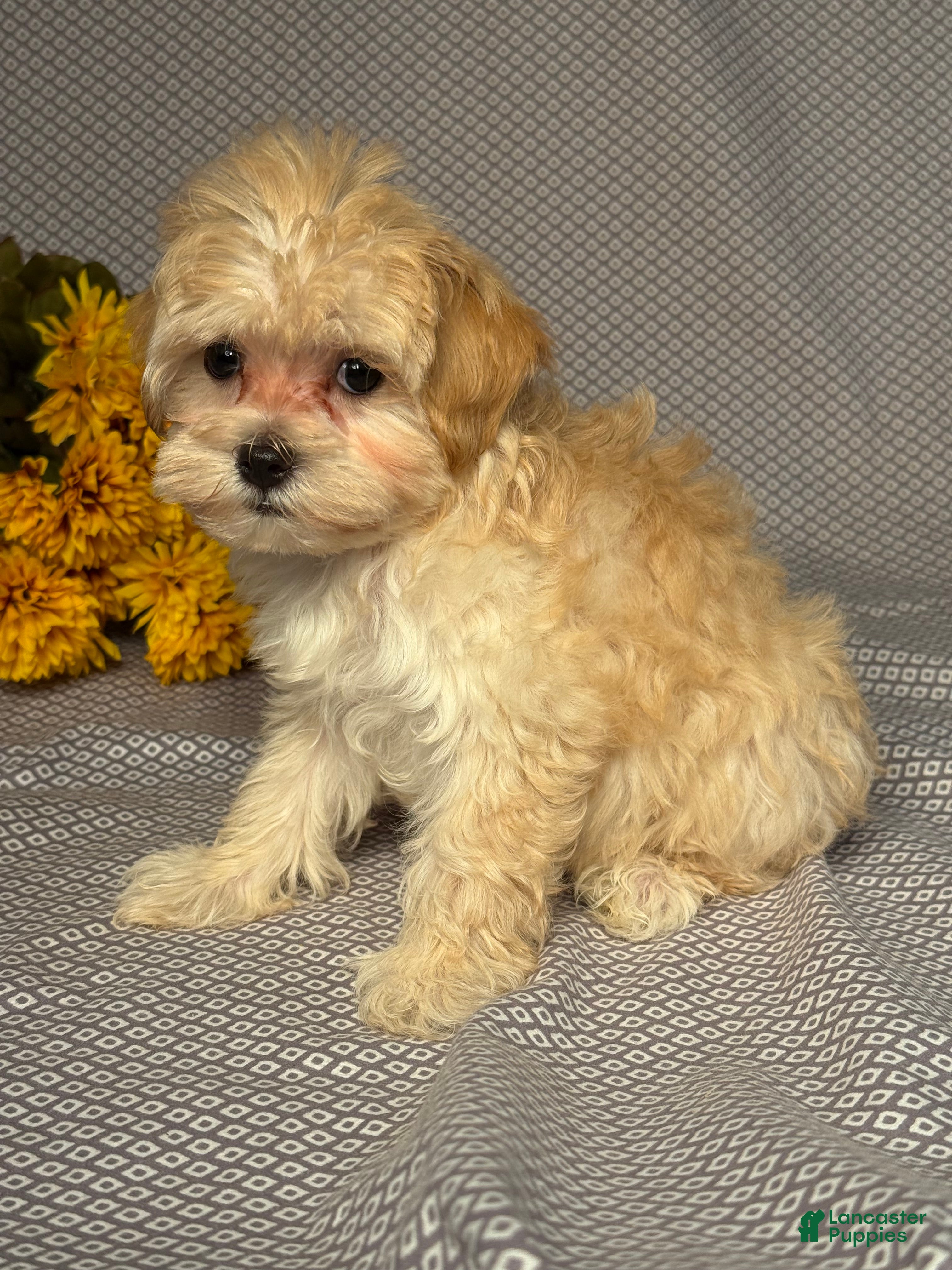 Maltipoo dogs Macy - Ad 2