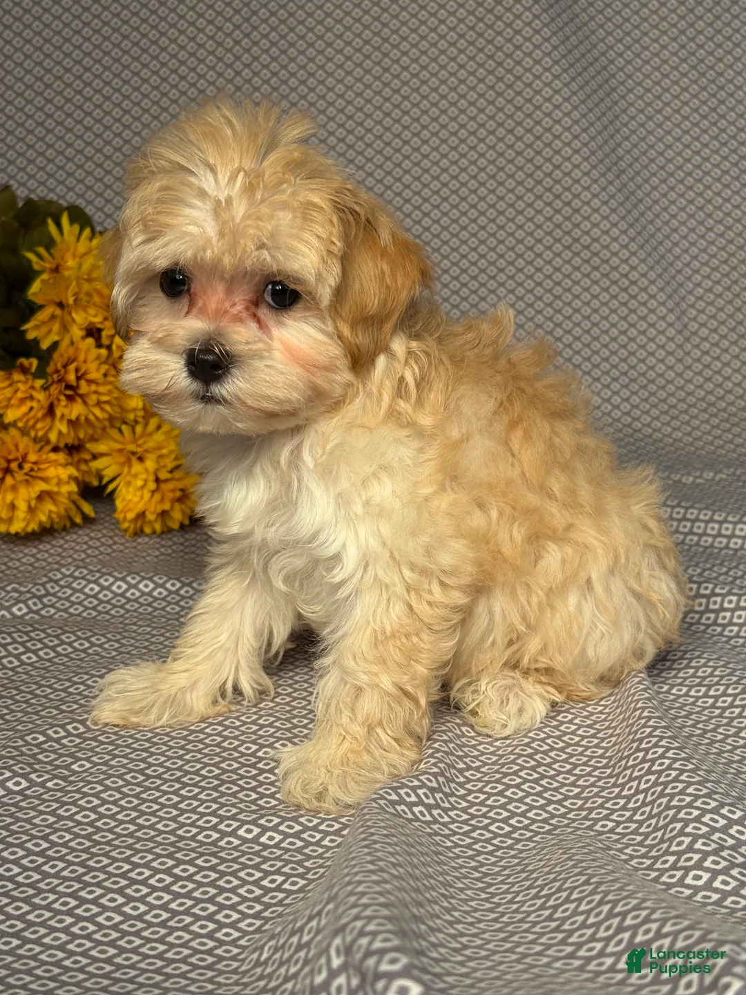 Maltipoo dogs for sale: Macy - Ad 2