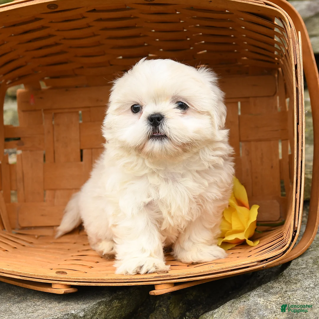 Shih Tzu dogs for sale: Lucy - Ad 3