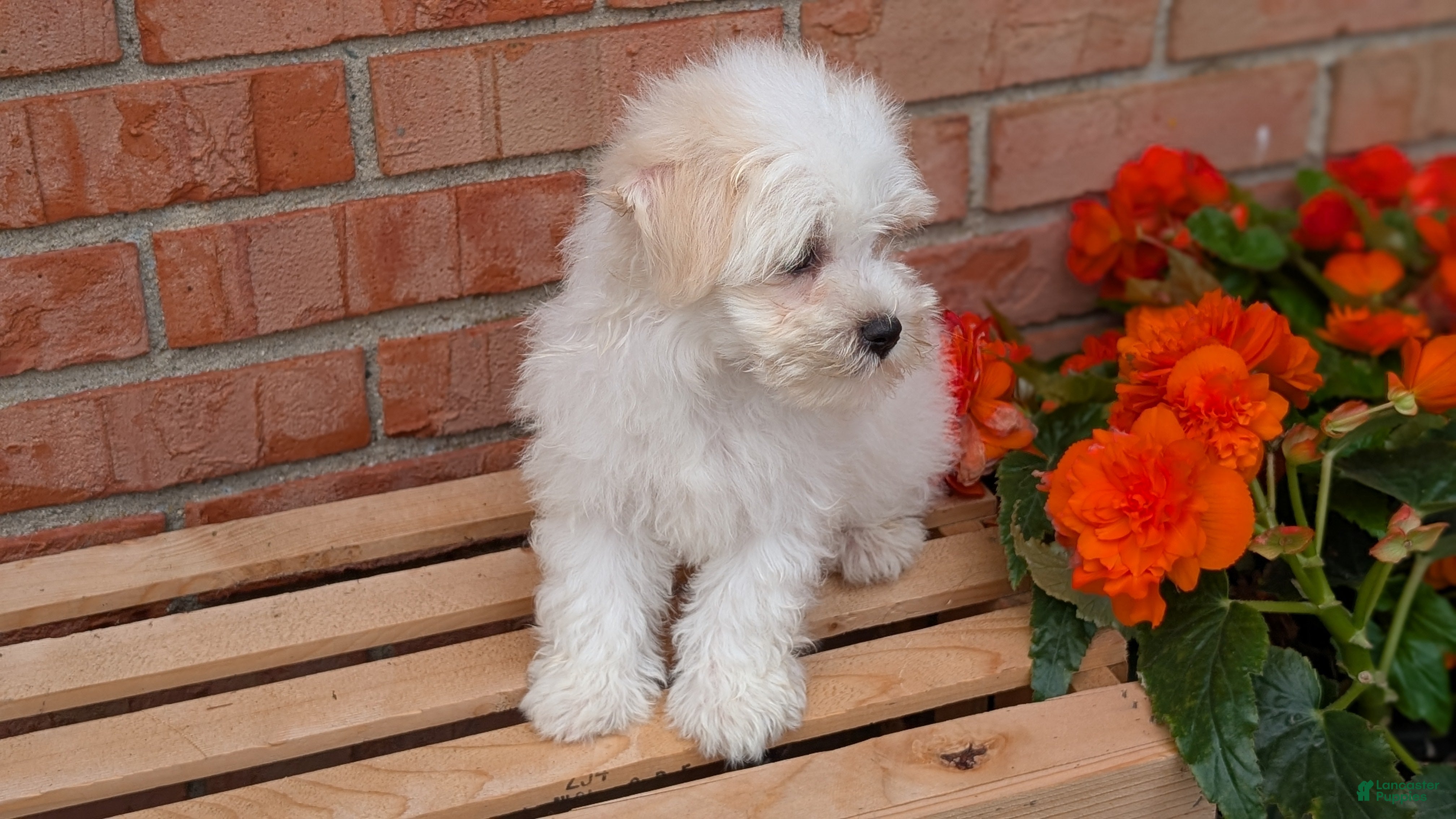 Havanese dogs Turbo - Ad 2