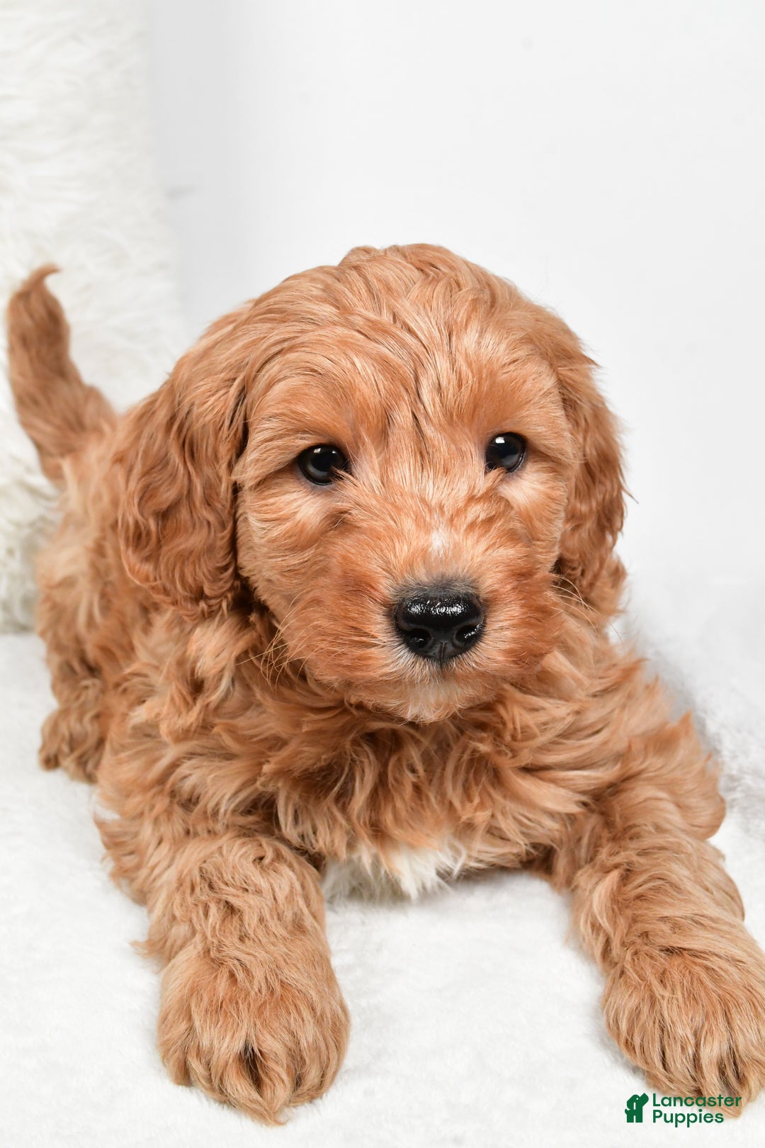 Mini Goldendoodle dogs for sale: Blake - Ad 5