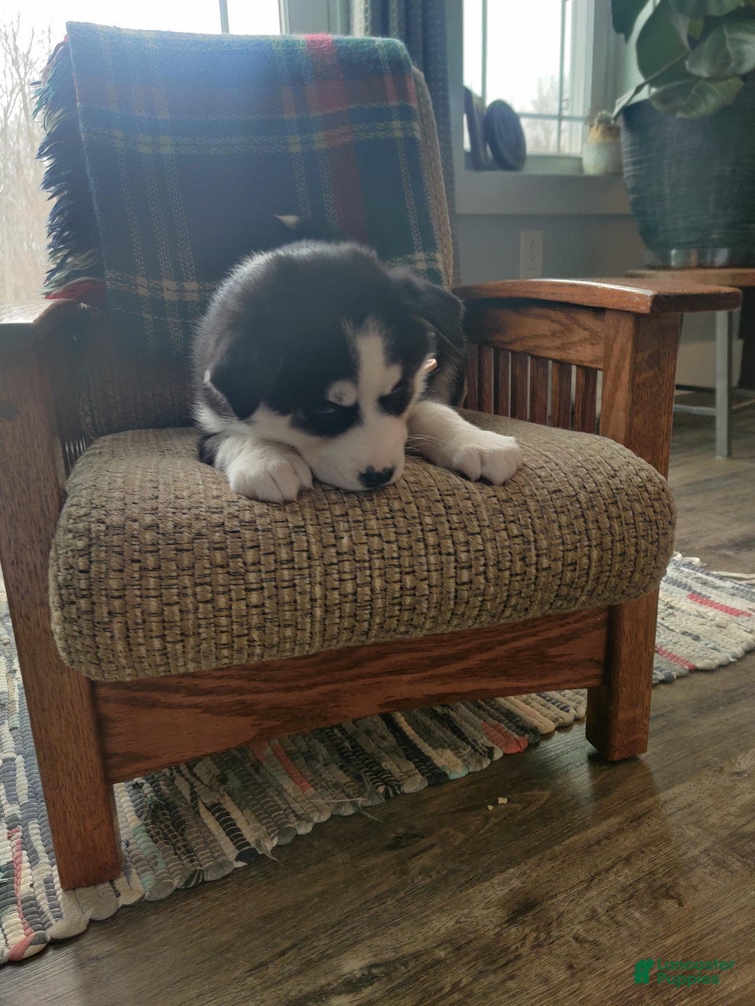 Siberian Husky dogs for sale: Hwin - Ad 4