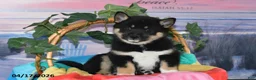 Shiba Inu dogs for sale: Resses Cup - Ad 3