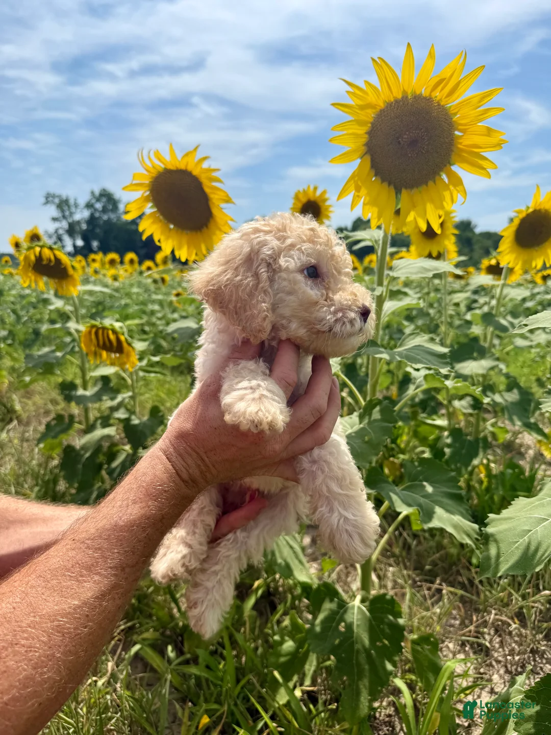 Goldendoodle dogs for sale: Miller  - Ad 2