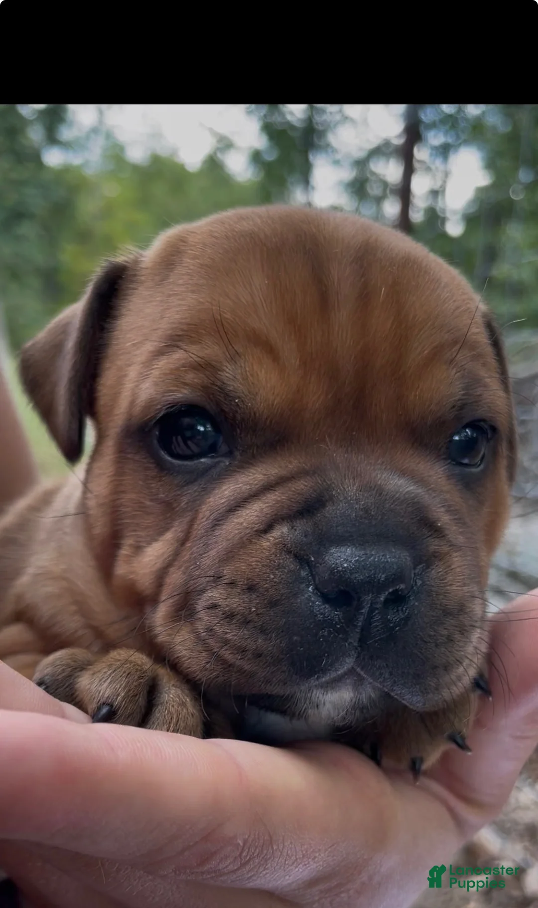 Staffordshire Bull Terrier dogs for sale: Tella - Ad 2