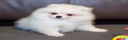 Pomeranian dogs for sale: Nugget - Ad 3