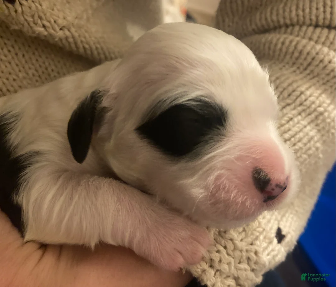 English Setter dogs for sale: Ruger - Ad 3