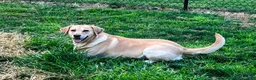 Labrador Retriever dogs for stud: Moose (6yo stud) - Ad 5