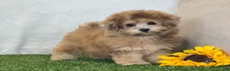 Bichpoo dogs for sale: Kona - Ad 3
