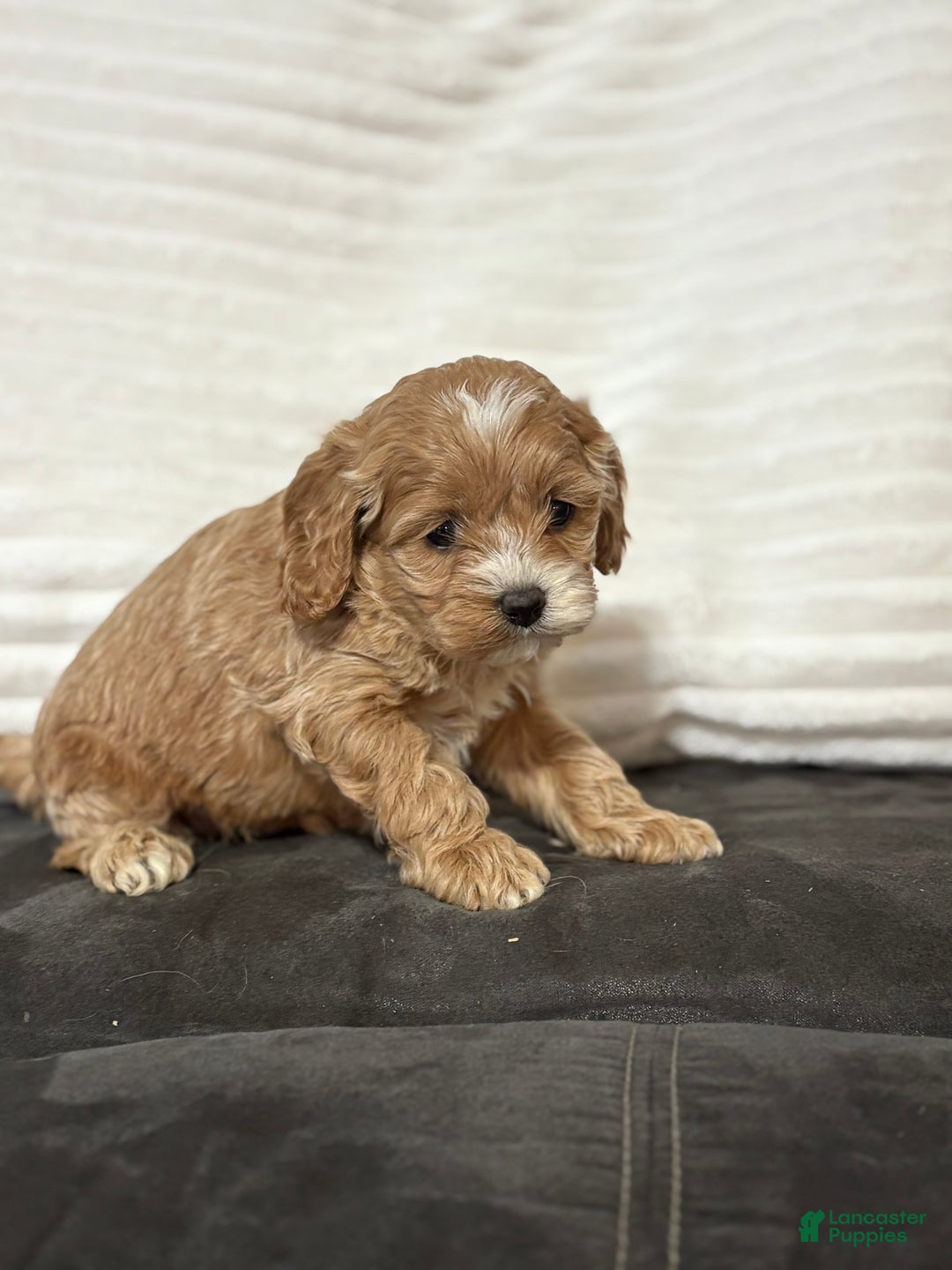 Cockapoo dogs for sale: Philly  - Ad 3