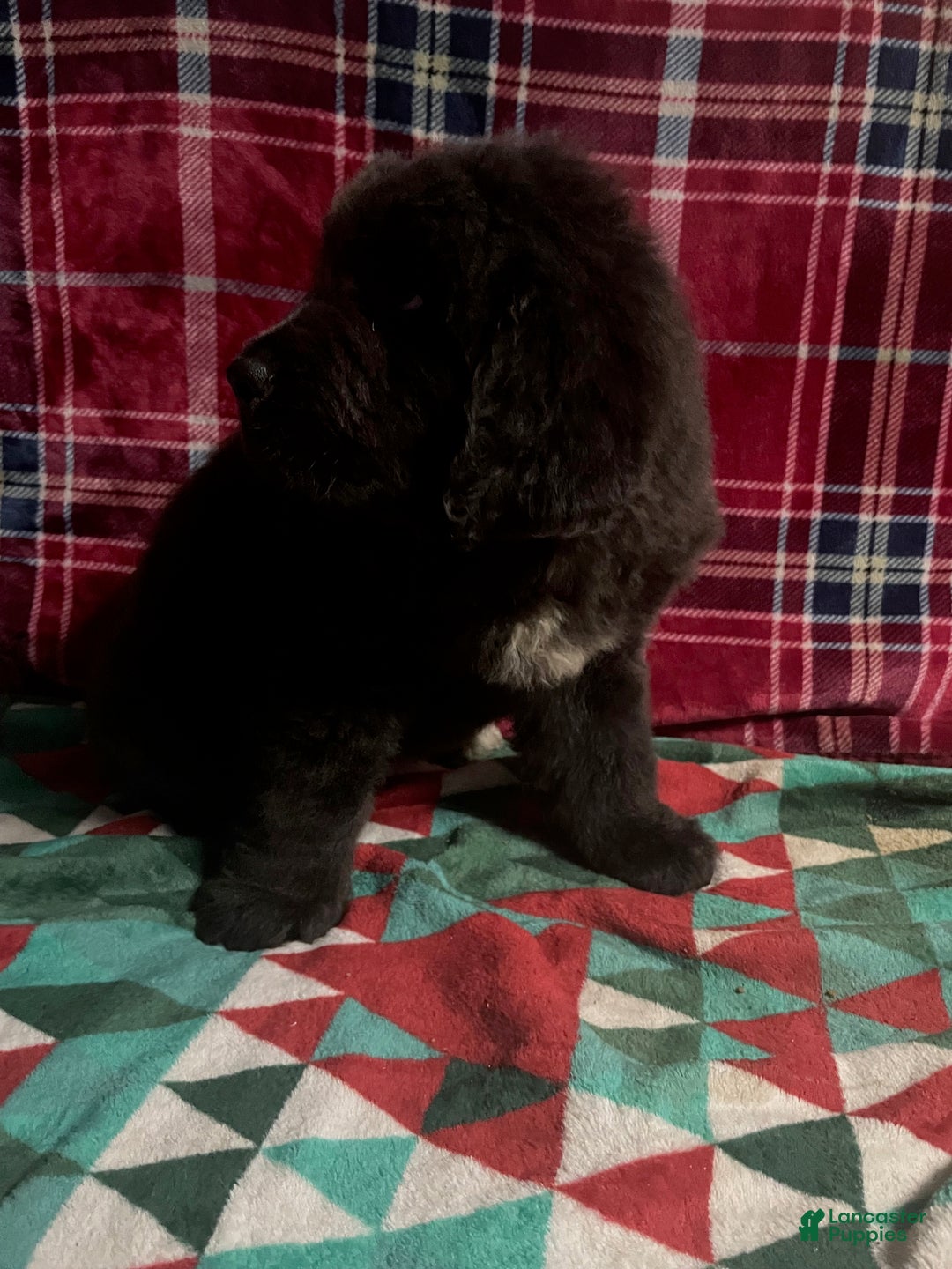 Newfoundland dogs for sale: Newfoundland Puppy 4 - Ad 2