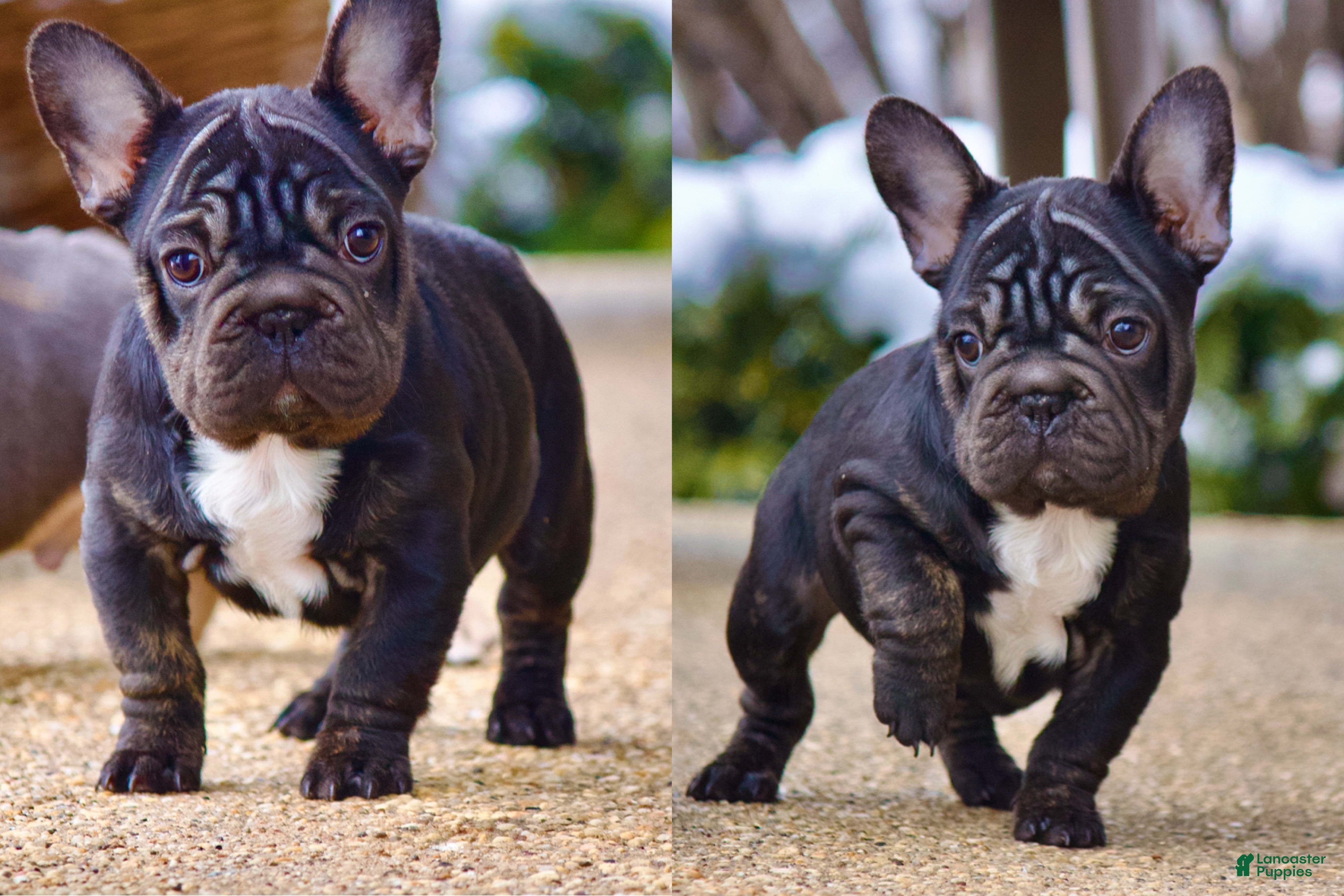 French Bulldog dogs  Puppy 4 - Ad 1