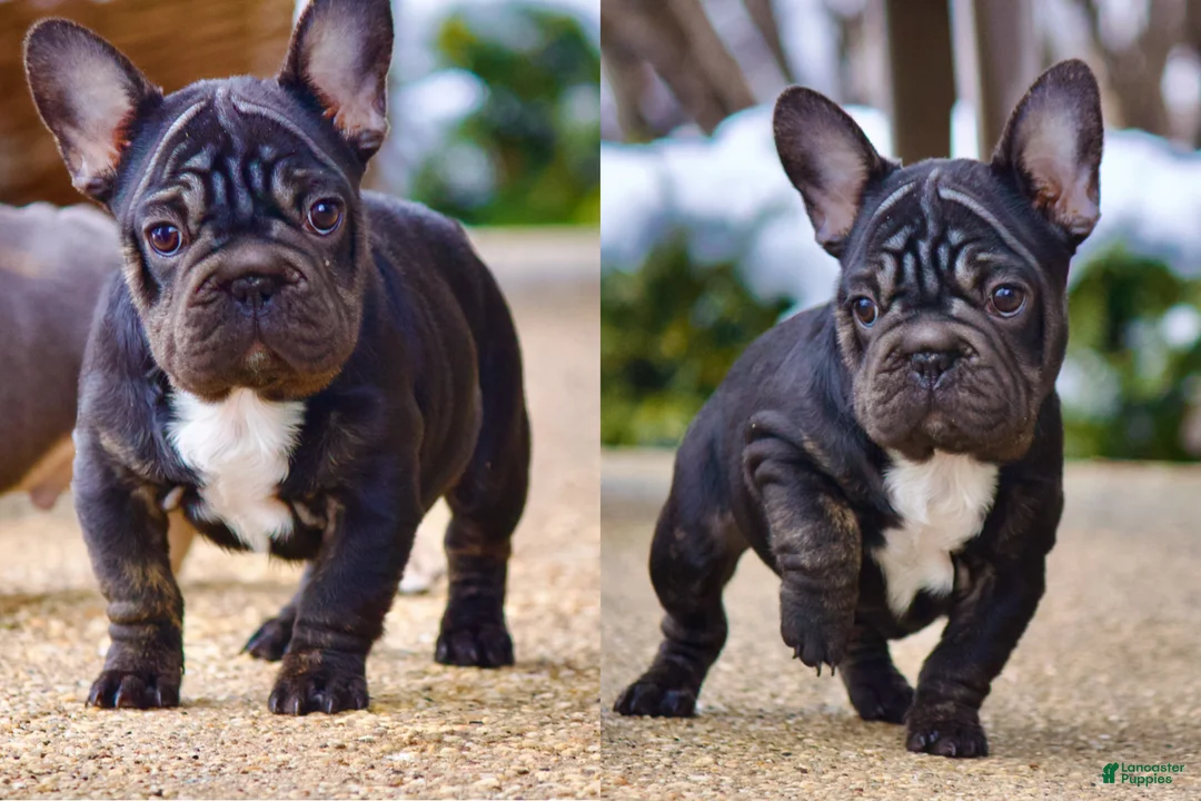 French Bulldog dogs for sale:  Puppy 4 - Ad 1