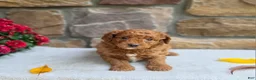 Cavapoo dogs for sale: Bailey - Ad 2