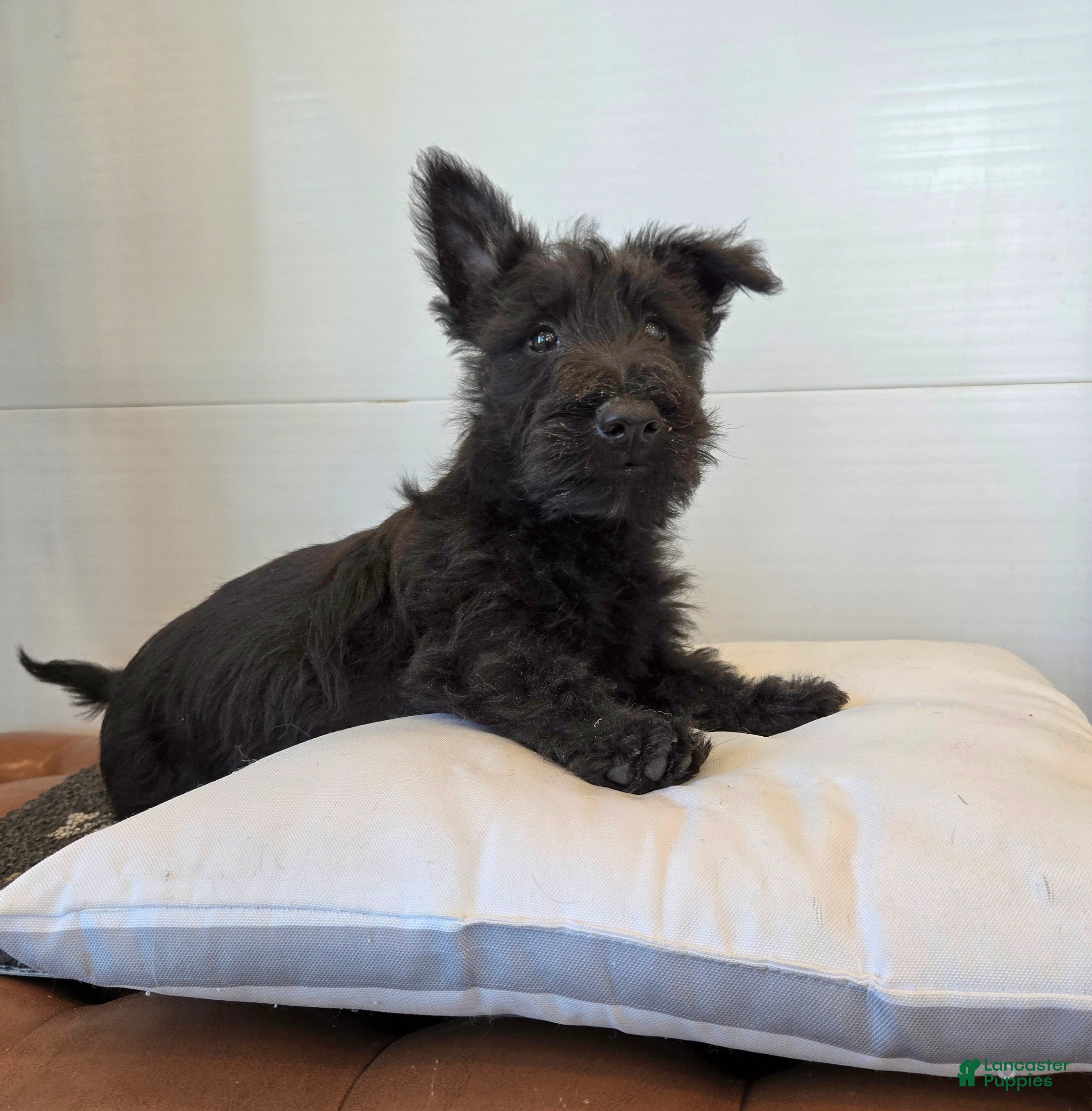 Scottish Terrier dogs Murrey - Ad 1