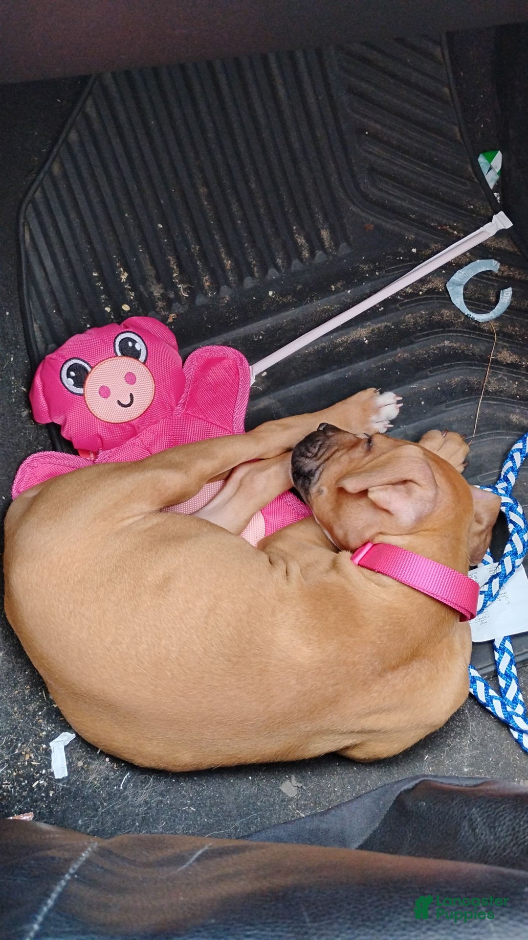 Gallery Image {{count}}