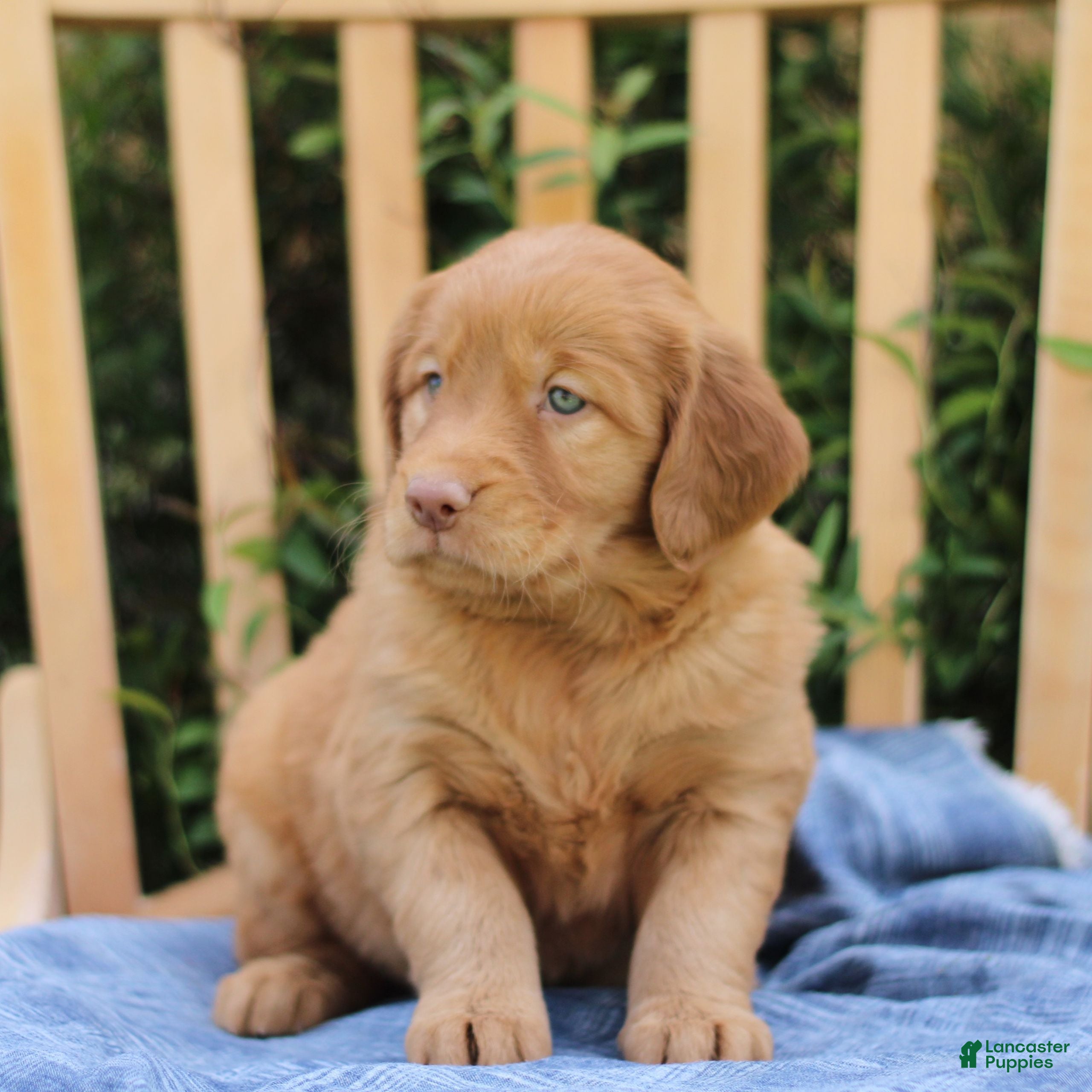 Mixed Breed dogs Sunshine  - Ad 2