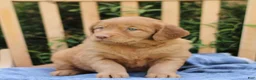Mixed Breed dogs for sale: Sunshine  - Ad 2