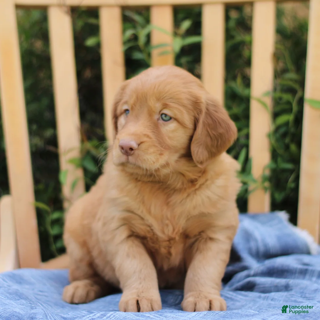 Mixed Breed dogs for sale: Sunshine  - Ad 2