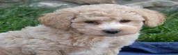 Bichpoo dogs for sale: Putter - Ad 6
