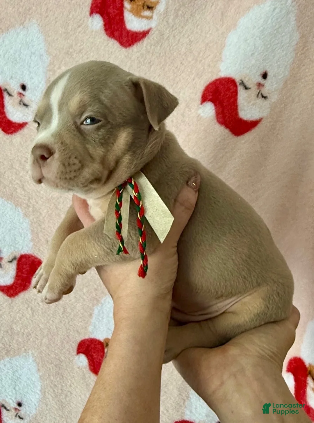 American Bully dogs for sale: Cali - Ad 7