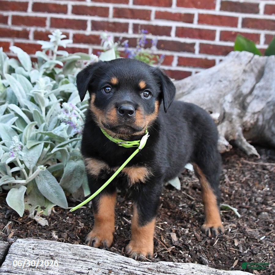 Rottweiler dogs Bliss - Ad 1