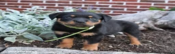 Rottweiler dogs for sale: Bliss - Ad 1