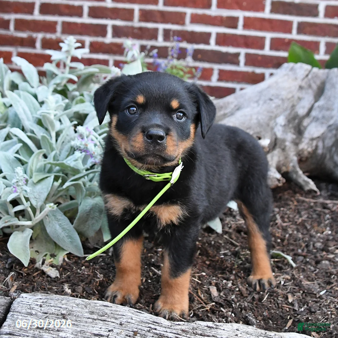 Rottweiler dogs for sale: Bliss - Ad 1