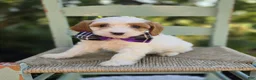 Cavapoo dogs for sale: Carla - Ad 1