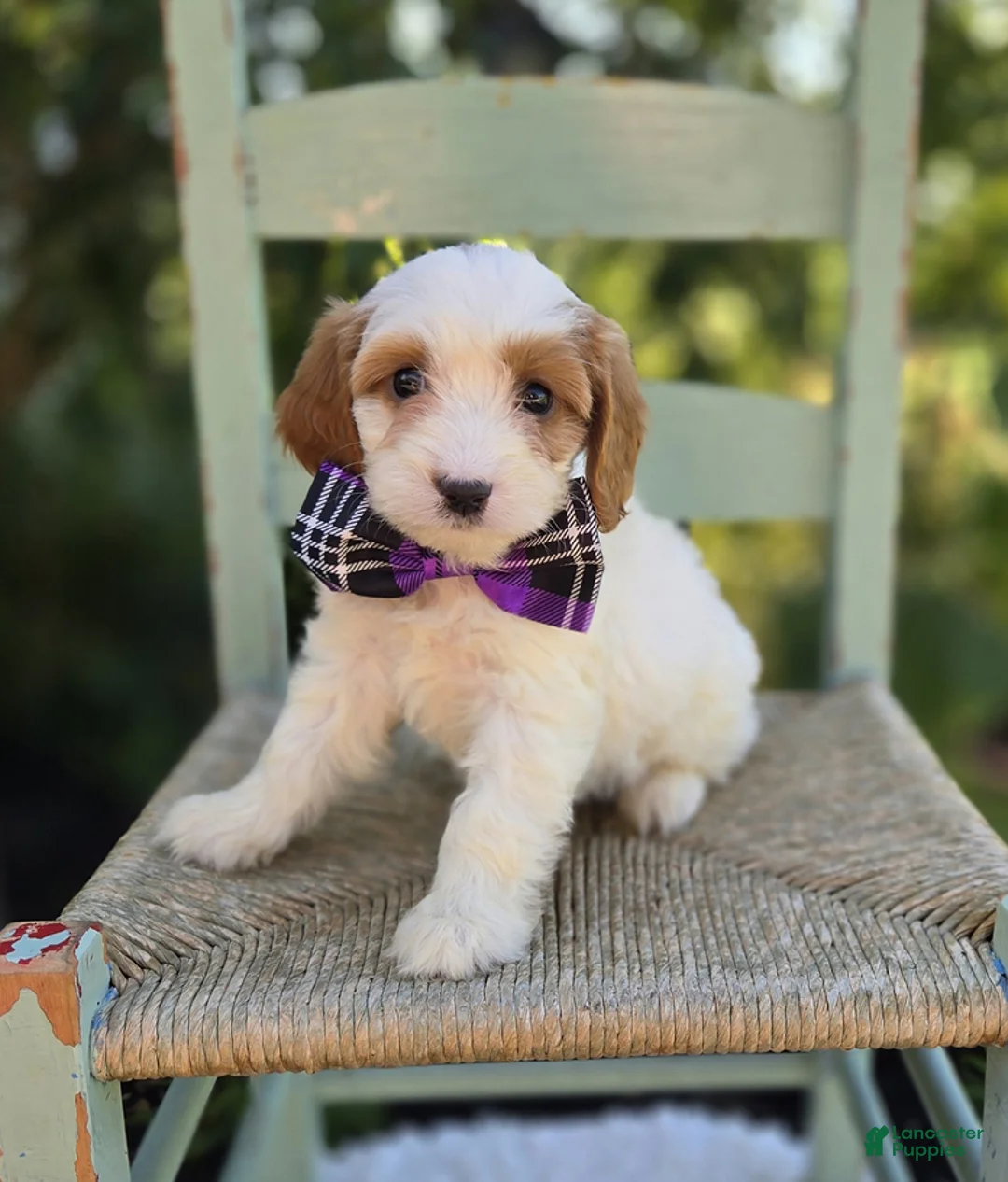 Cavapoo dogs for sale: Carla - Ad 1