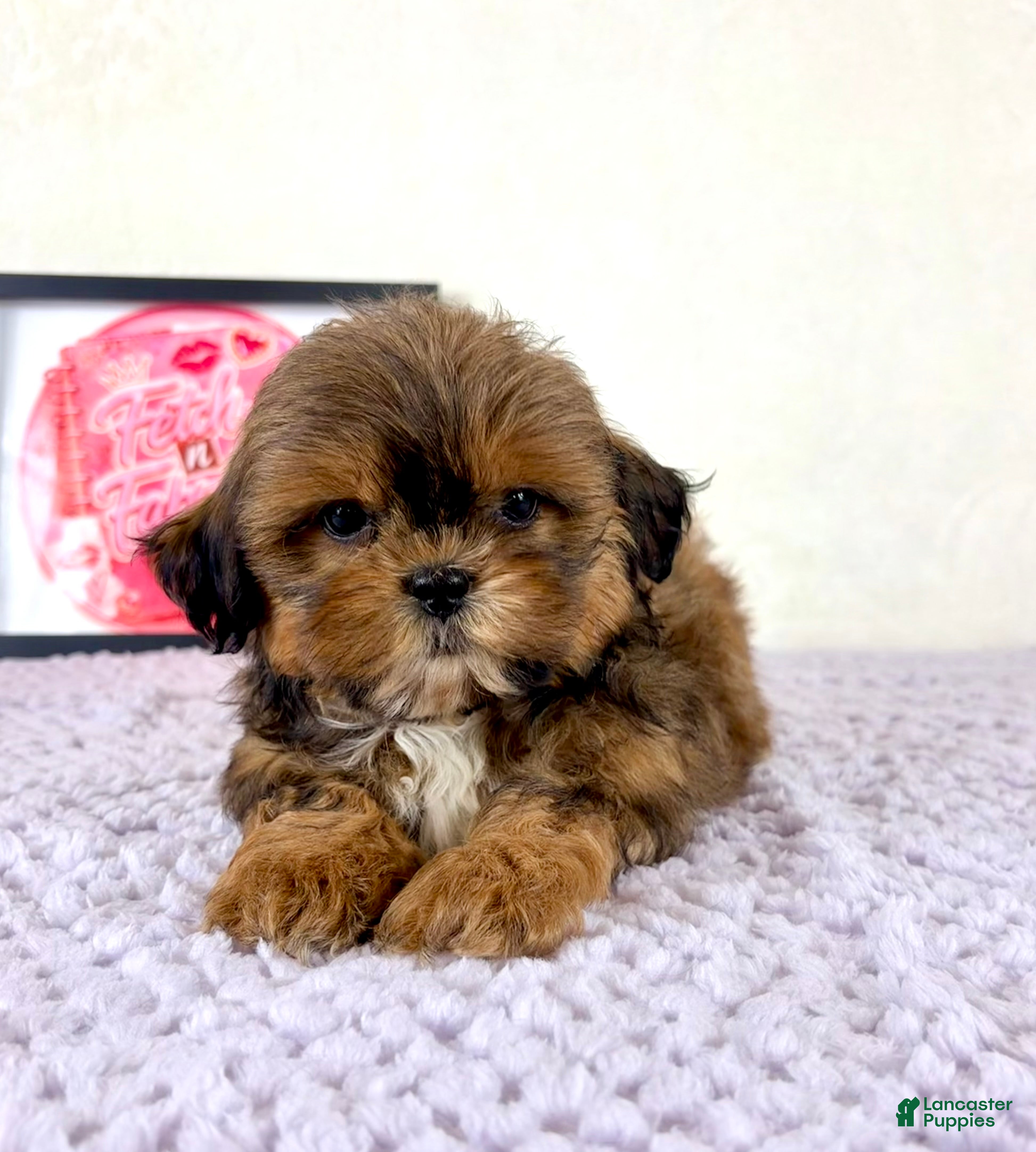 Shihpoo dogs Cady - Ad 40