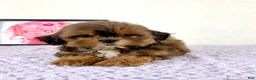 Shihpoo dogs for sale: Cady - Ad 1