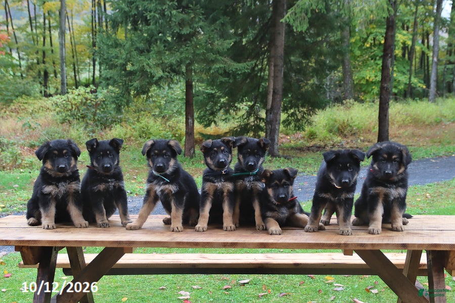 German Shepherd dogs Coffee - Ad 2