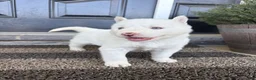 Siberian Husky dogs for sale: Sean - Ad 2