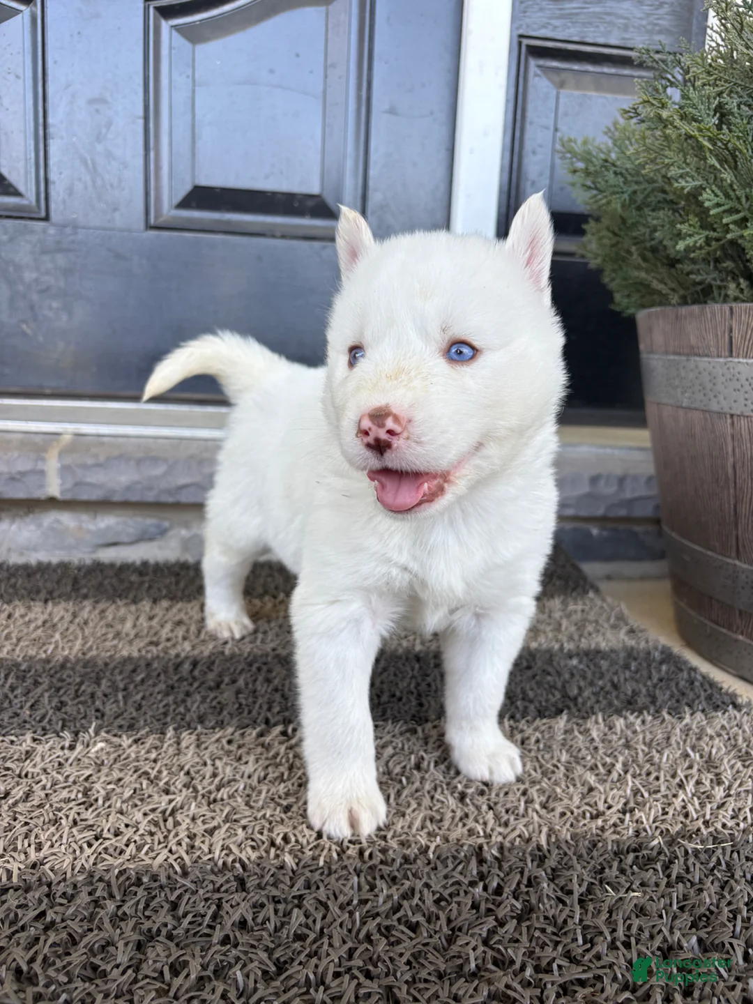 Siberian Husky dogs for sale: Sean - Ad 2