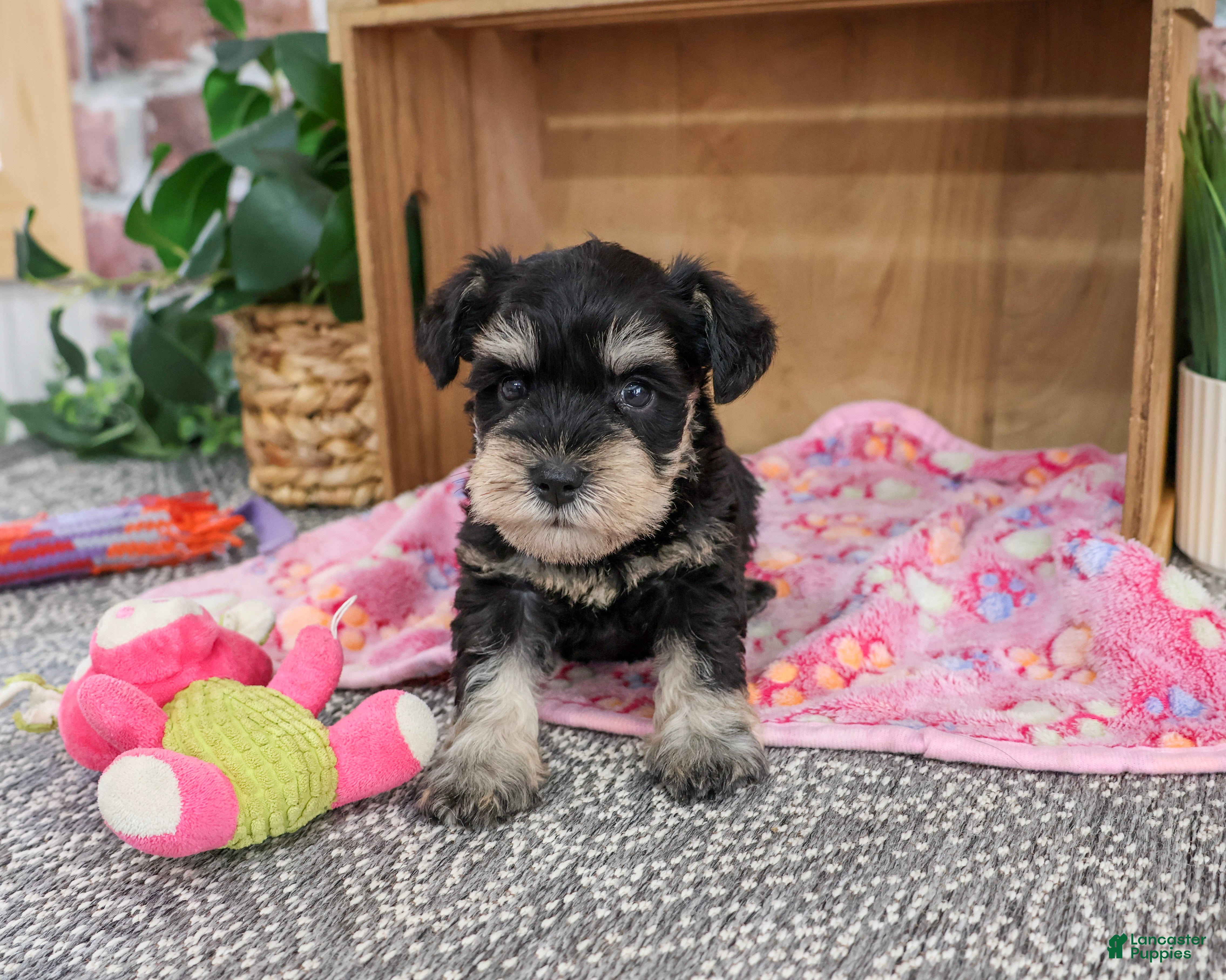Miniature Schnauzer dogs Crystal - Ad 24