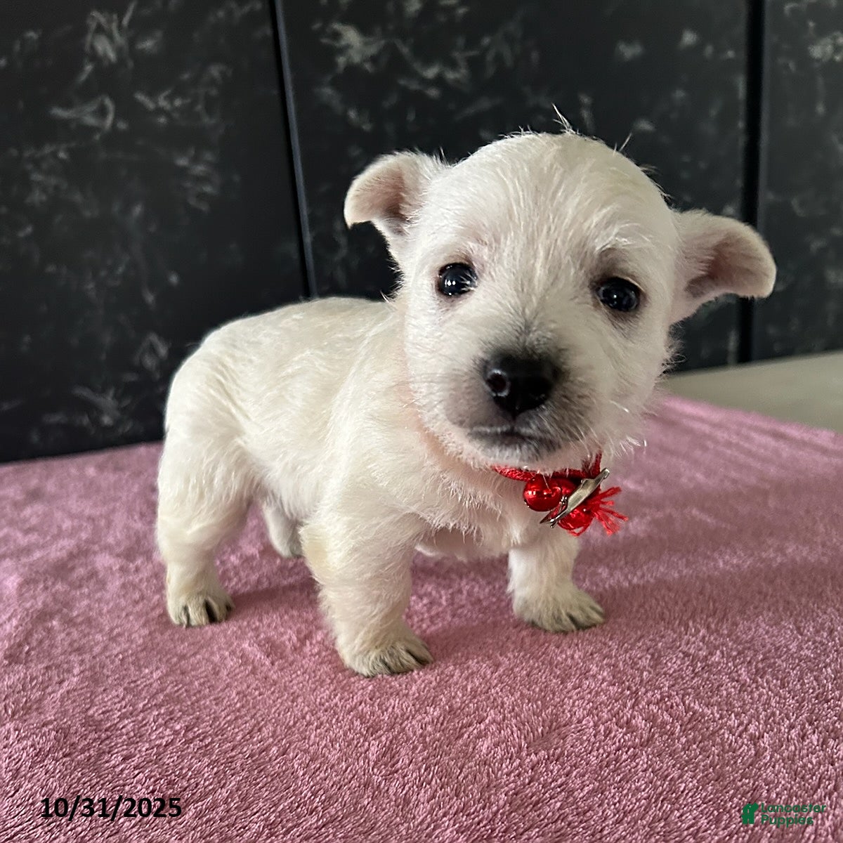 West Highland Terrier dogs Tina - Ad 4