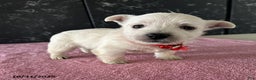 West Highland Terrier dogs for sale: Tina - Ad 1