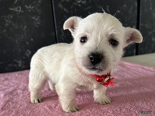 West Highland Terrier dogs Tina - Ad 6