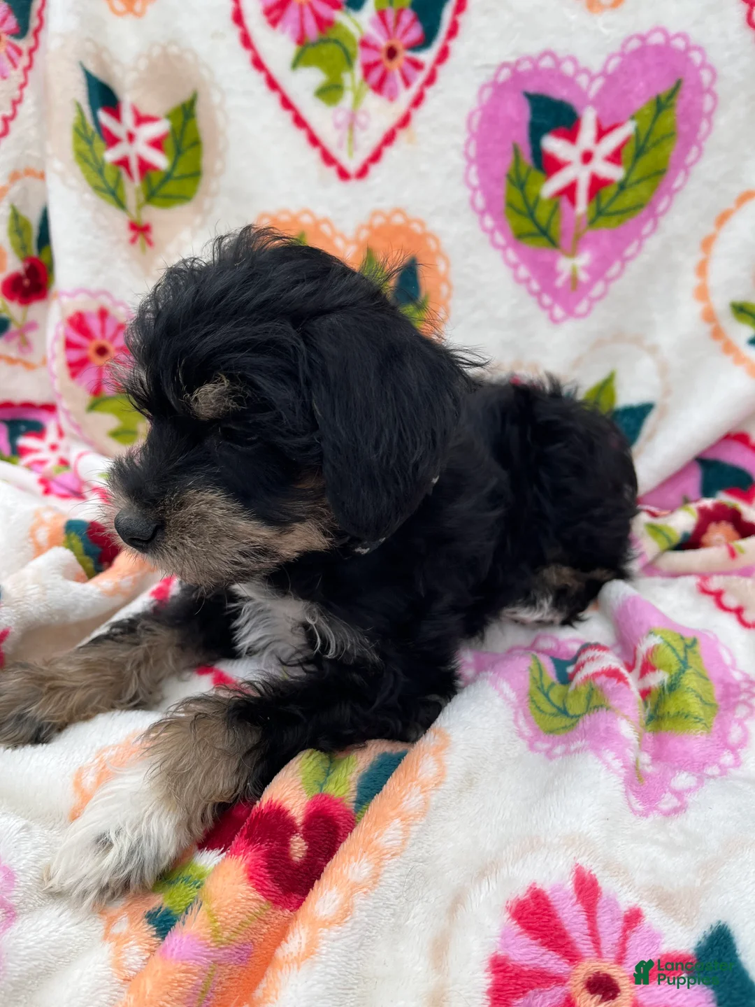 Miniature Schnauzer dogs for sale: Austin - Ad 2