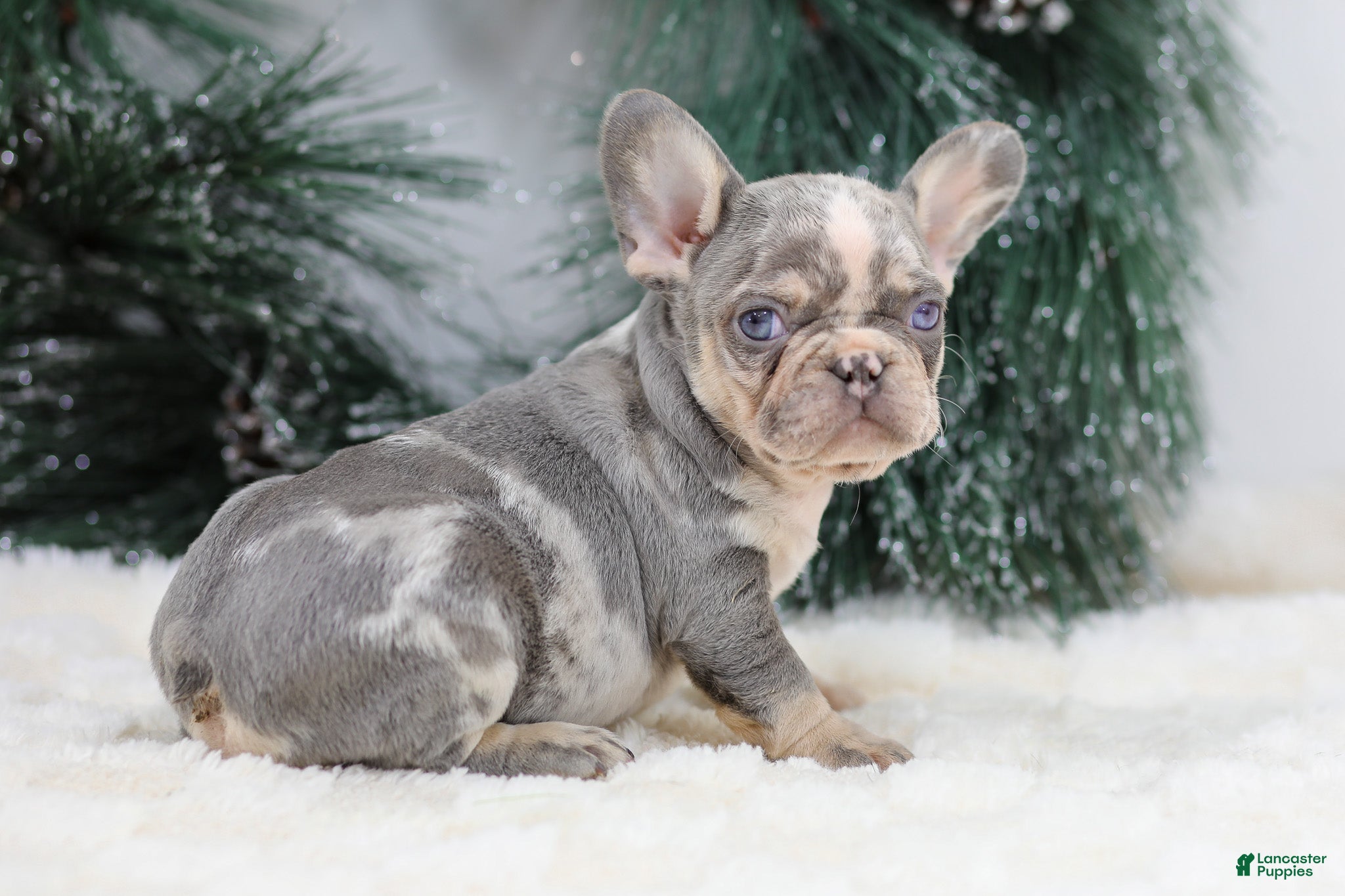 French Bulldog dogs Filo - Ad 32