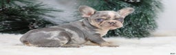 French Bulldog dogs for sale: Filo - Ad 1
