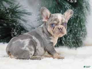 French Bulldog dogs Filo - Ad 10