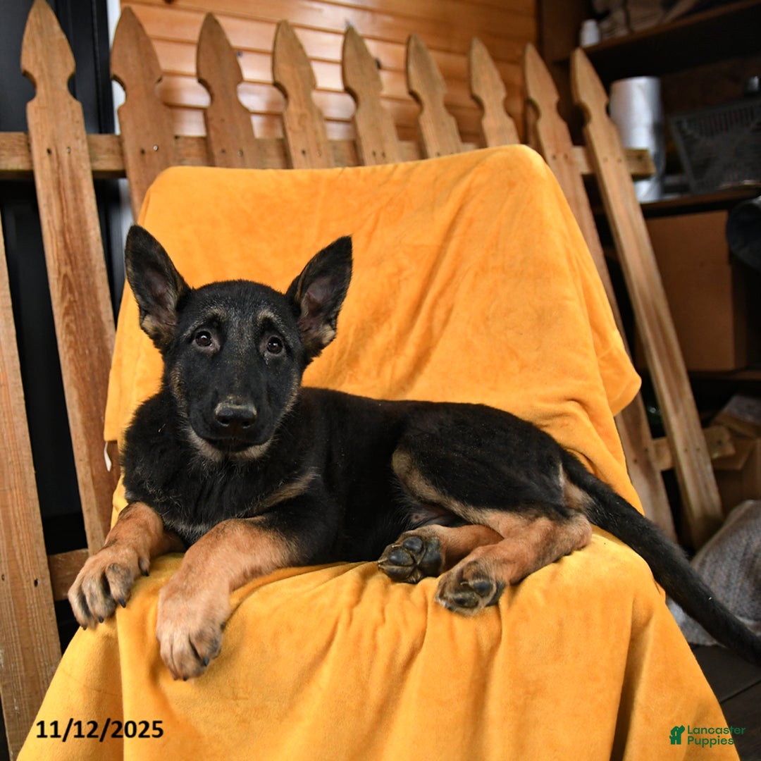 German Shepherd dogs for sale: Duchess - Ad 3