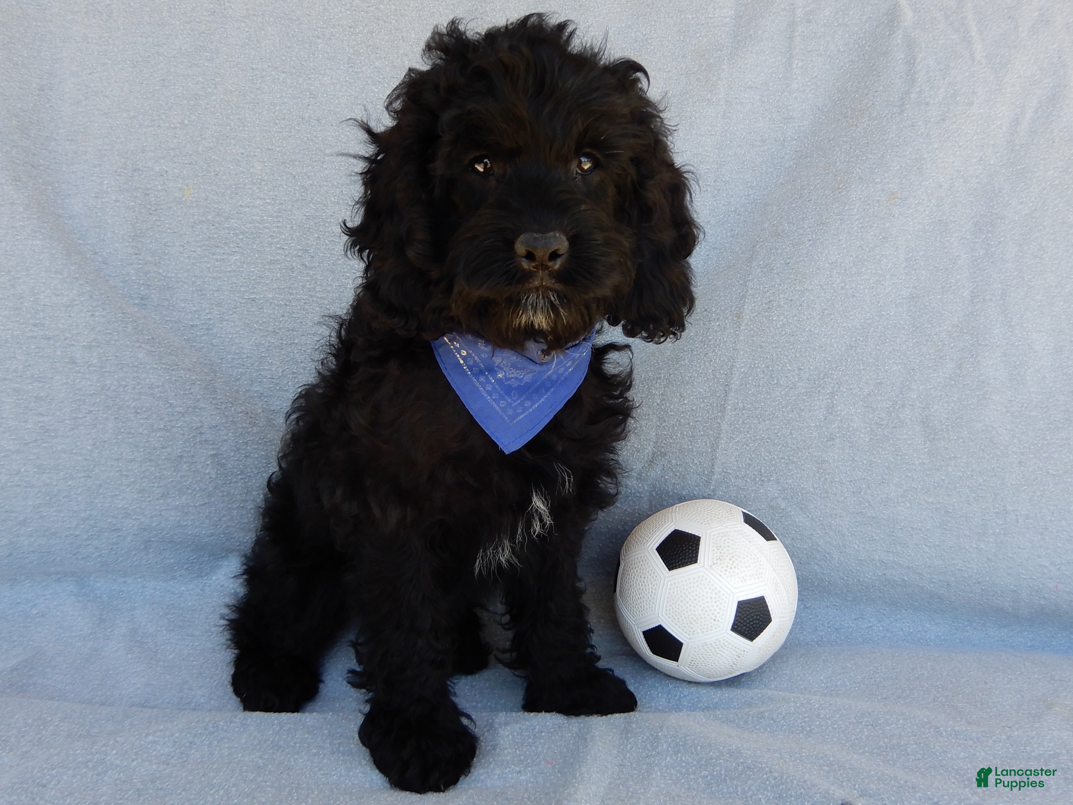 Cockapoo dogs Jet - Ad 1
