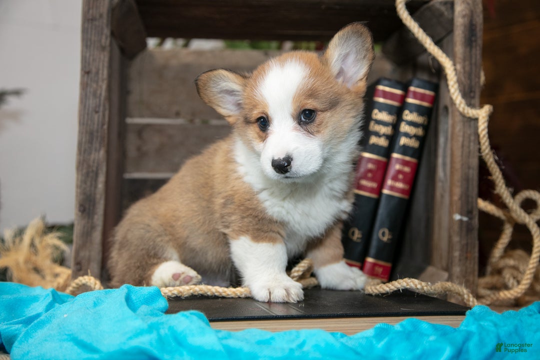 Welsh Corgi Pembroke dogs for sale: Elmo - Ad 2