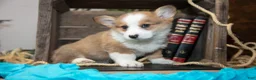 Welsh Corgi Pembroke dogs for sale: Elmo - Ad 2