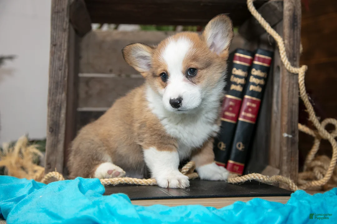 Welsh Corgi Pembroke dogs for sale: Elmo - Ad 2
